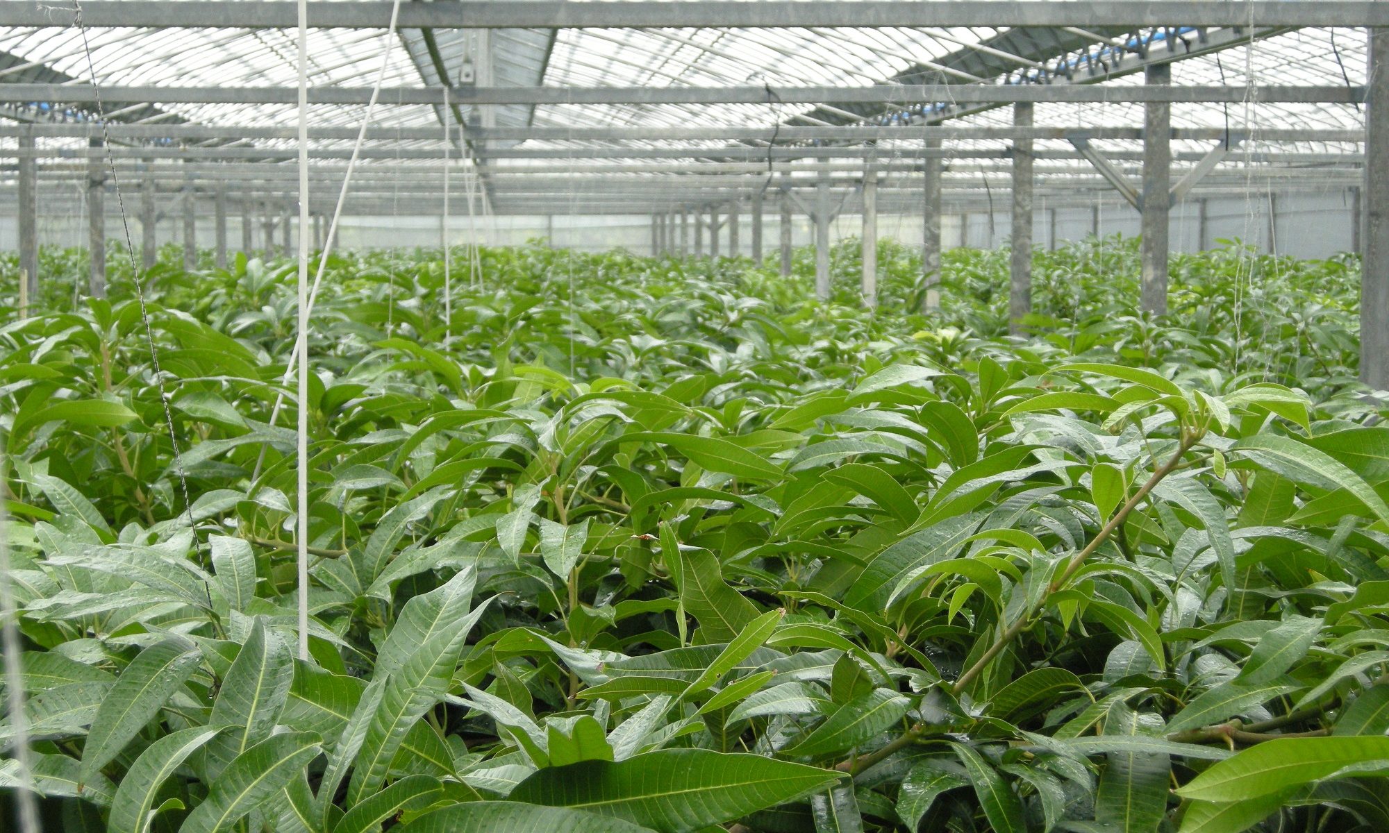 農業競争力強化